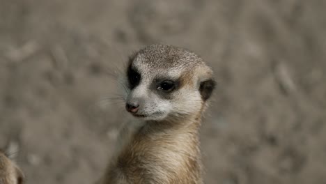 Meerkat-Standing-And-Looking-Up-In-Its-Habitat
