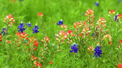 Bluebonnets-and-indian-paintbrush-wildflowers-in-a-field