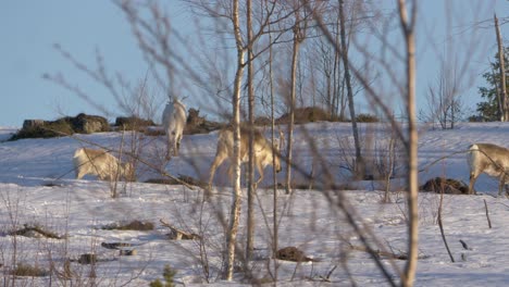 Herd-of-Reindeers-grazing-on-winterly-Lapland-forest,-Sweden