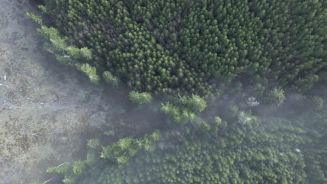 Deforestation---Top-Down-View-Of-Douglas-Fir-And-Alder-Trees-In-A-Misty-Morning---aerial-drone-shot