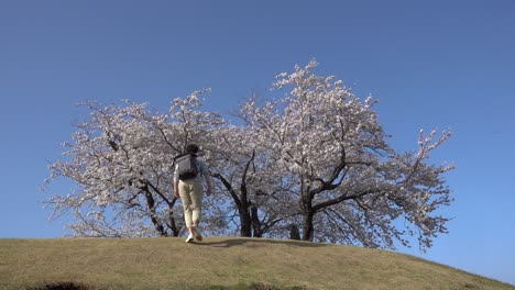 Male-walking-up-hill-with-beautiful-Sakura-cherry-blossom-on-top