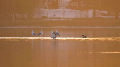 Waterfowl-animals-resting-on-dreamy-northern-lakeside-at-dusk