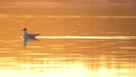 Single-Black-headed-gull-swimming-in-Northern-golden-dreamy-lake