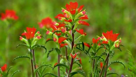 Closeup-static-shot-of-Indian-Paintbrush-flowers-or-Prairie-Fire-
