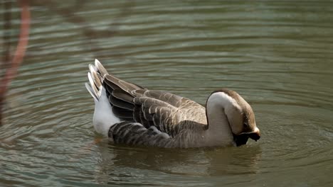 Chinese-Goose-Swimming-With-Reflection-On-Clear-Water-Of-A-Lake