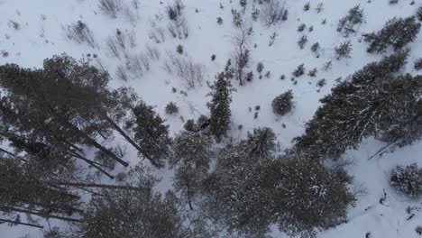 Runaway-moose-escaping-through-snowy-forest---Aerial-birds-eye-view