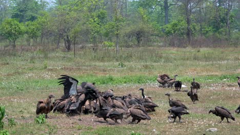 A-wide-view-of-a-large-group-of-vultures-fighting-over-the-carcass-of-a-dead-cow-in-an-open-field-in-the-daytime