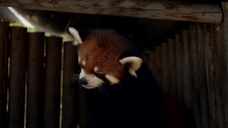 Red-Panda-Resting-On-Its-Shelter-In-The-Zoo