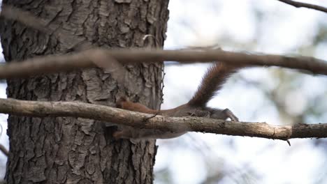 Entzückendes-Eichhörnchen-Auf-Ast-Im-Zoo