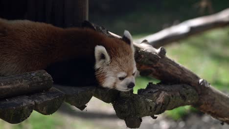 Gefährdeter-Roter-Panda,-Der-Auf-Seinem-Unterschlupf-Liegt-Und-Sich-Ausruht