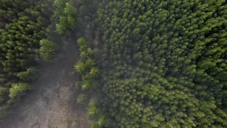 Drone-Ascending-Over-Trees-In-Fog-And-Deforestation-Areas,-aerial-shot