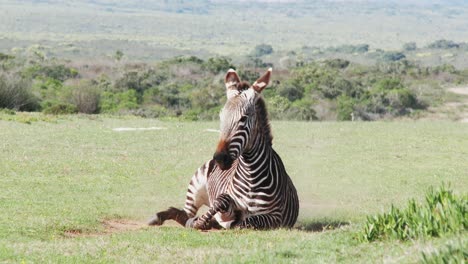 A-Cape-mountain-zebra-rolls-and-plays-in-the-dust-in-a-Nature-Reserve