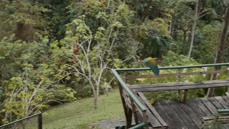 Tracking-shot-of-majestic-green-macaw-parrots-flying-in-rainforest-jungle-of-Costa-Rica