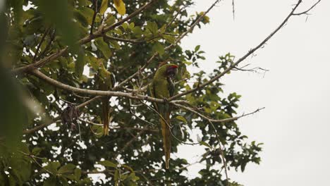 Two-Great-Green-Macaw-Birds-Perching-On-The-Tree-Inside-A-Sanctuary-In-Punta-Uva,-Costa-Rica---low-angle-shot