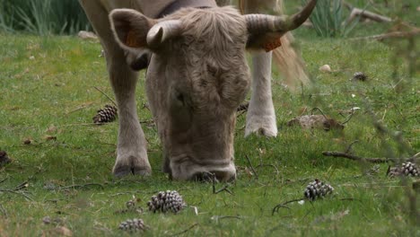 A-close-up-shot-of-a-light-brown-cow-grazing