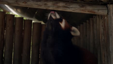Süßer-Roter-Panda-In-Einem-Holzkäfig,-Der-Nach-Oben-Schaut