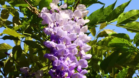 Wisteria-flowers-with-a-blue-sky-backdrop