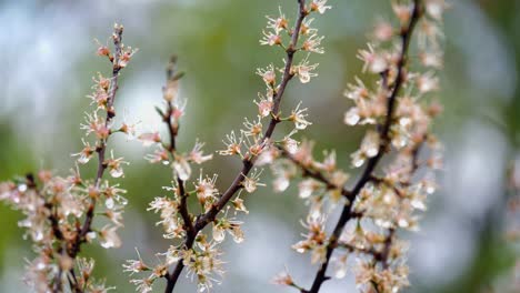 Weiße-Kirschblüten-Blühten-Gerade-Auf-Einem-Baum-Mit-Regentropfen