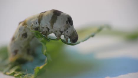 Close-up-gimbal-shot-of-silkworm-on-leaf
