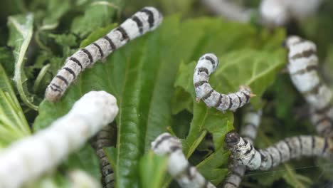 Static-close-up-shot-of-silkworms-eating