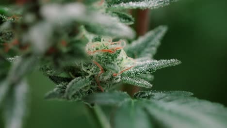 Marihuana,-Cannabis-Gelato-Hybrid-Pflanzenstamm,-Hoher-THC-Wert,-Nahaufnahme,-Fokuszug