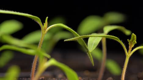 Tray-of-tomato-seedlings-with-hairy-stems,-long-cotyledons,-and-tiny-sets-of-true-leaves