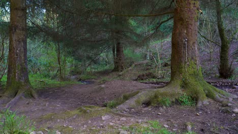 4k-Troncos-De-árboles-Cubiertos-De-Musgo-En-Medio-De-Los-Grandes-Bosques,-Quantock-Hills-Somerset,-Inglaterra