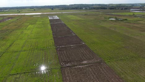 Luftaufnahme-Eines-Reisfeldes-In-Richtung-Horizont,-Aufgenommen-Von-Einer-Drohne