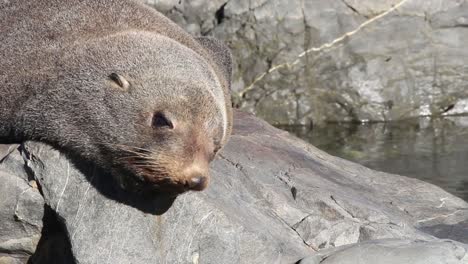 An-extreme-close-up-of-a-Fur-Seal-sleeping-and-adjusting-itself-on-a-warm-rock