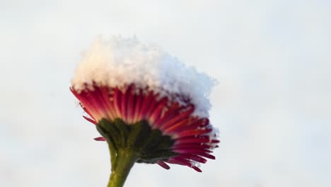 Focus-pull-between-snow-and-snow-capped-flower-of-vibrantly-pink-garden-daisy