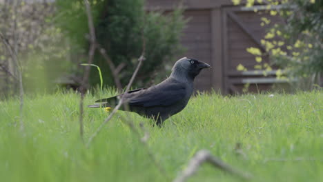 Jackdaw-in-grass-pauses-and-flies-away