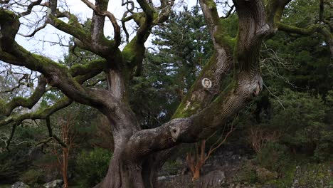 Tree-in-Killarney-National-Park-Ireland
