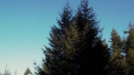 4K-Kieferndach-Zittert-Im-Wind-Mit-Dem-Blauen-Himmel-Und-Dem-Mond-Im-Hintergrund