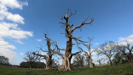 Un-Grupo-De-árboles-Muertos-Parados-Bajo-Un-Cielo-Primaveral-En-Un-Lapso-De-Tiempo-Mientras-El-Cielo-Azul-Y-Las-Nubes-Blancas-Pasan-Por-Encima-En-Worcestershire,-Inglaterra