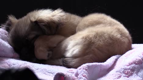 Wide-shot-of-Tibetan-spaniel-dog-going-breeding-in-sleep
