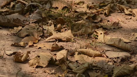 Dried-leaves-fallen-on-very-dry-ground-during-summer-in-a-national-park-in-Thailand