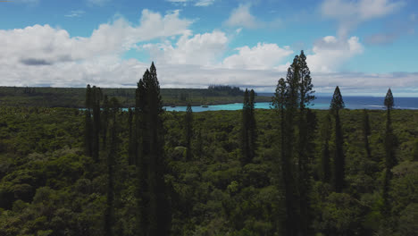 Columnar-pine-tree-forest-on-Isle-of-Pines,-New-Caledonia,-4K-aerial-view