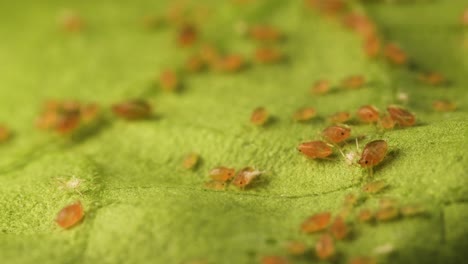 Slide-forward-over-leaf-with-colony-of-pink-aphids