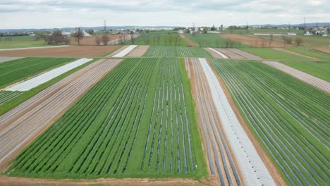 Descending-aerial-of-rows-of-vegetables-growing-in-large-farm-plantation-in-early-spring