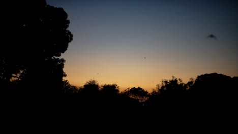 Sunset-with-slowmotion-bats-flying
