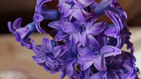 Sunlight-reflexes-on-hyacinth-violet-blue-double-flowers,-close-up