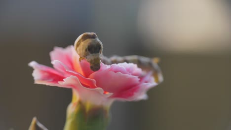 Close-up-shot-of-silkworm-walking-on-pink-flower