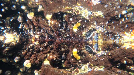 Gelbe-Nacktschnecken-Unterwasseraufnahmen-In-4k