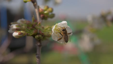 Bee-is-in-single-white-cherry-blossom-and-is-flying-around-looking-for-nectar---slight-slow-motion