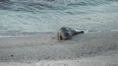 Harbor-seal-digging-in-the-sand