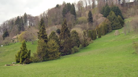 Grüne-Wiese-Im-Arboretum-Von-Aubonne,-Schweiz