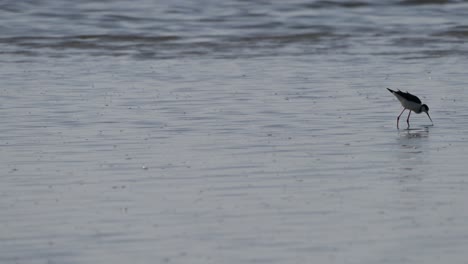 Black-legged-stilt-shorebird-foraging-in-the-mudflats-of-Elkhorn-Slough-Nature-Preserve