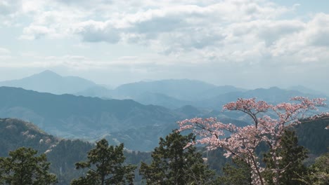 Atemberaubender-Zeitraffer-Vom-Gipfel-Des-Berges-Mit-Einem-Einzelnen-Sakura-Kirschblütenbaum
