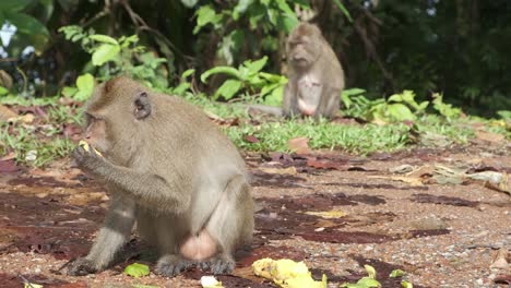 Mono-Macaco-Salvaje-Come-Fruta-Tirada