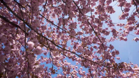 Langsam-Unter-Verschlungenen-Ästen-Blühender-Sakura-Kirschblüten-Hindurch